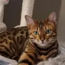 iaptyp