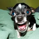 Troxip