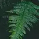 Daydreampt
