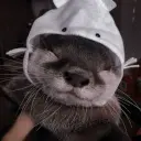 Выдра