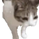 Франте