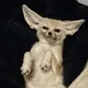 fennec