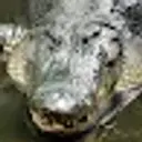 Aligatorrr