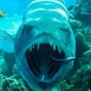 barracudafs