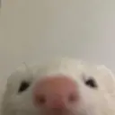 Kail_J