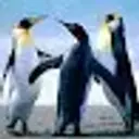 AAoAra