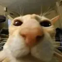 shnurrrrrrrr