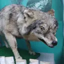 quetani