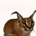 cat2