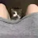 Cofiwi