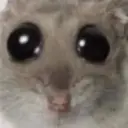 korole2