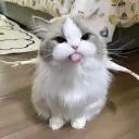 MingeBag