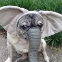 loxtupoiblinb