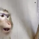 qqqk
