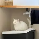 Дейн