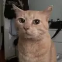 spynckij77