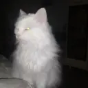 cupshine