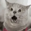cwute