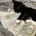 nikazzik1