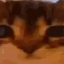 КуниНижеРынка