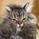 Богатый