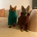 ЛысыйКотя