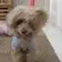 koko