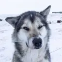 ЯТОПТЫТОП