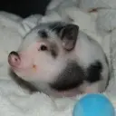 arqillian