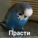Popuguy