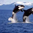 killerwhale