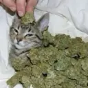 кокоа