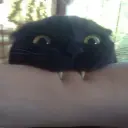 odakava