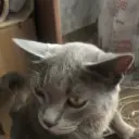 gy3ty