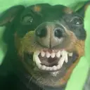 svinchimin