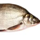 Chelovek229