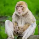 primqte