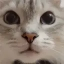 Dedelko_inactive8971150