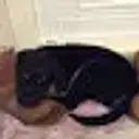 Gobito