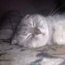 poxyiblat
