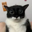 zity