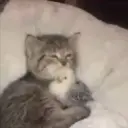 xxglebasikxx