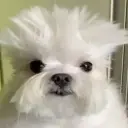 getrich