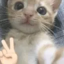 boyflip