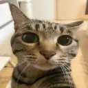 Misfgjkgsa