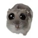 loicetop