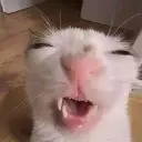 Котяра