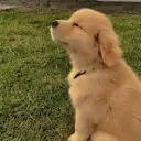 HelloBiBi