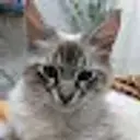 guf_323232