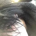 kotok